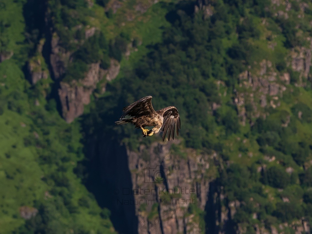 P1001680-LR-topaz-denoise-enhance-sharpen | Natur im Moment - Realisiert mit Pictrs.com