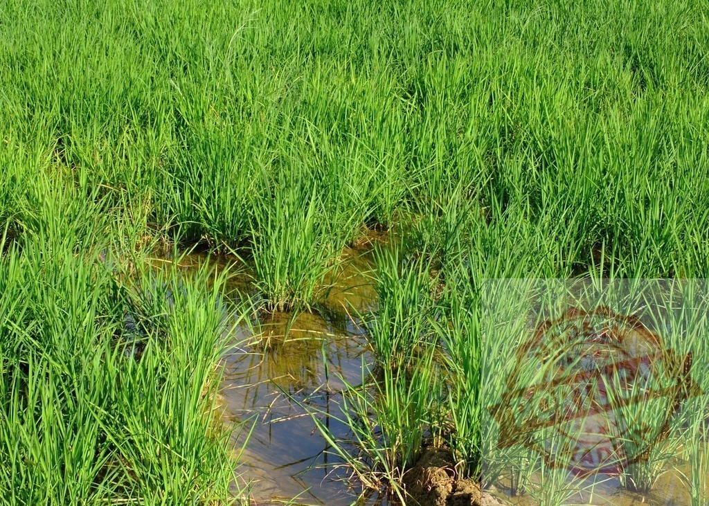 Lush green rice growing in paddy field | Healthy rice plants growing in flooded field, creating a vibrant green landscape - Realisiert mit Pictrs.com