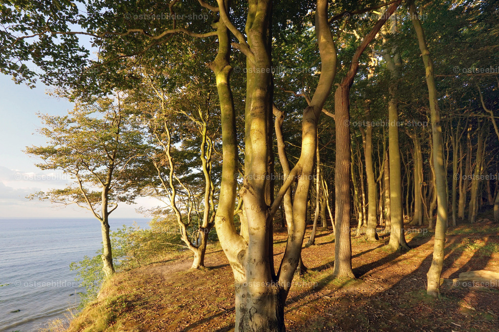 Abendlicht im Urwald am Meer | Wie Lichtgestalten treten Bäume aus dem dunklen Uferwald hervor, wenn es Abend wird und die Sonne tief steht.