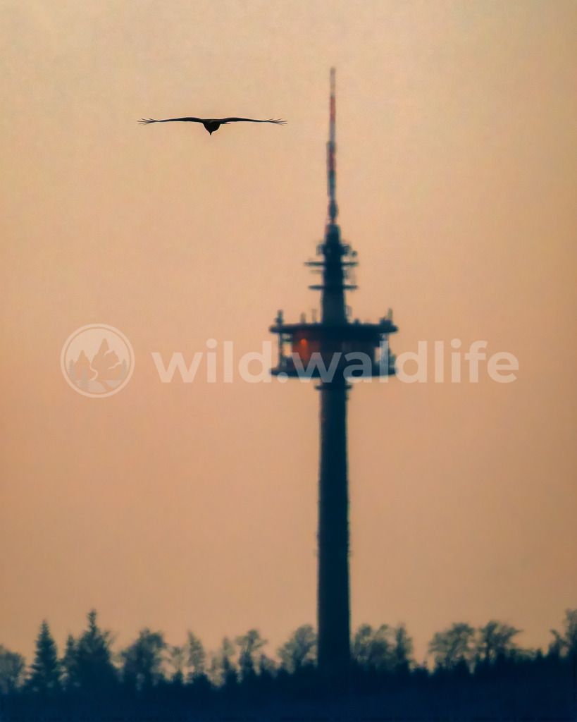 Rotmilan im Abendrot | Ein Rotmilan zieht seine letzten Kreise im Abendrot vor einem Fernmeldeturm - Realisiert mit Pictrs.com