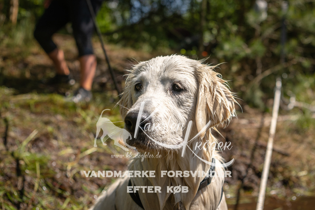 DK K991323141415 | kk-dogfotos