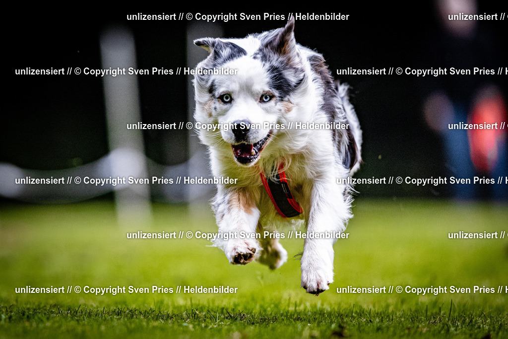 Sven Pries | 2025-10-03 - Hunderennen Obergrombach - Realisiert mit Pictrs.com