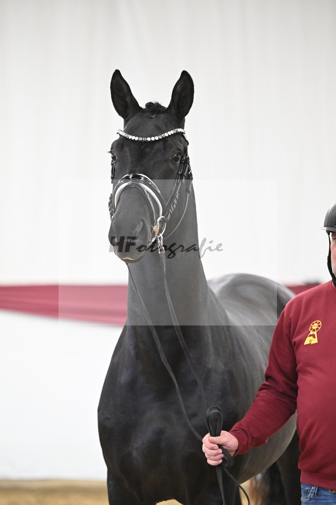 Kat-Nr. 16 Dream Royal x Everdale_Stephanie Hueffer_47250403 | hf-fotografie - Realisiert mit Pictrs.com