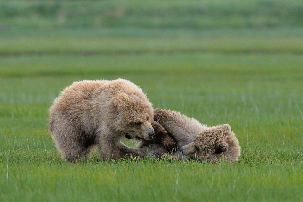 Alaska | Braunbären im Katmai National Park. - Realisiert mit Pictrs.com