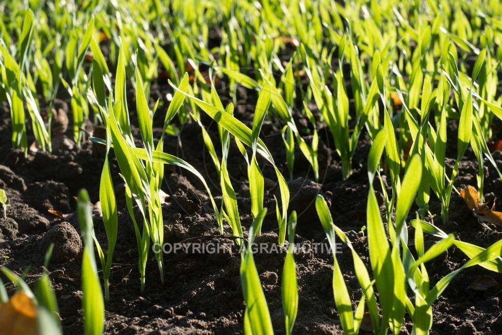 20221018-_DSF9416 | Heranwachsender Winterweizen im Herbst - Realisiert mit Pictrs.com