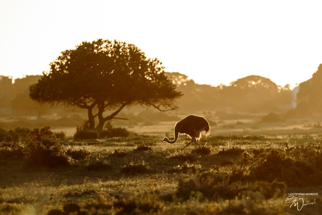 20231001-175836 SOUTHAFRIKA_-1 | Herzlich willkommen auf meiner Seite! Ich bin Elke Wallnisch, Deine Fotografin für lichtstarke Momente. Der Name steht für alles, was mich mit der Fotografie verbindet: Das Licht und seine machtvolle Wirkung auf eine Situation oder unsere Stimmung - Realisiert mit Pictrs.com