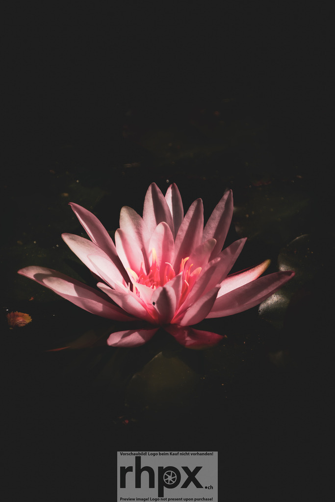Rosafarbene Seerose im Schatten | <p><strong>Stille. Licht. Anmut.</strong></p><p>Inmitten einer dunklen, ruhigen Wasserfläche erstrahlt eine rosafarbene Seerose in sanftem Licht. Die feinen Blütenblätter und die geheimnisvolle Tiefe des Hintergrunds schaffen einen Moment vollkommener Gelassenheit und zeitloser Ästhetik.</p><p>Wähle unter "Produktauswahl" dein Wunschformat: Vom klassischen Wandbild über Puzzle & Tassen bis zum digitalen Download (z.B. als Handy-Hintergrund).</p><br> - Realisiert mit Pictrs.com