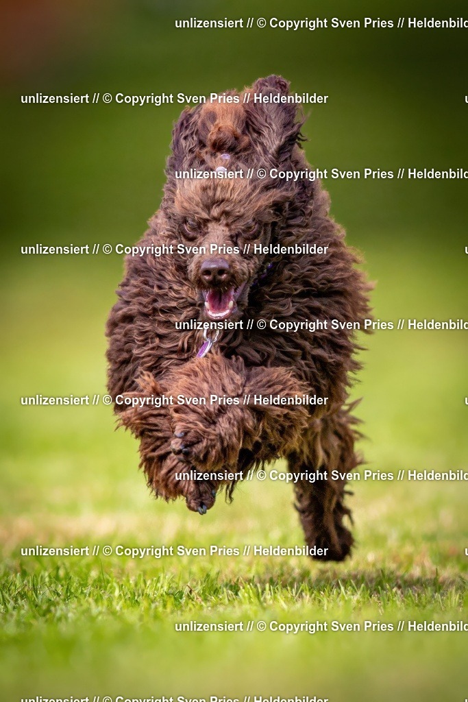 Sven Pries | 2024-09-22 - Hunderennen Baden-BadenPudelverein - Realisiert mit Pictrs.com