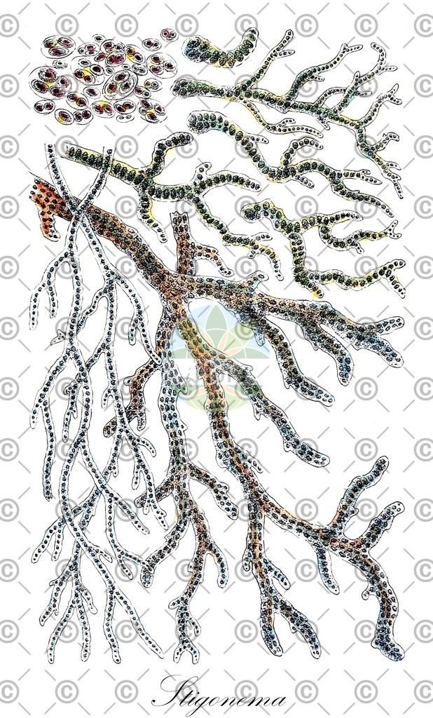 HistAbb_wfo-0000316856_1_ENZY_Simple | Historische Abbildung von Stigonema - Stigonemataceae (0) | Historical Illustration of Stigonema - Stigonemataceae (0)