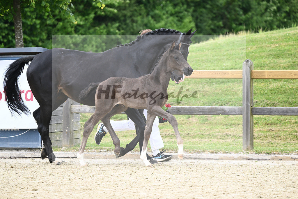 Kat-Nr. 25 HF DSP Feliciano_Penninger_17230743 | hf-fotografie - Realizzato con Pictrs.com