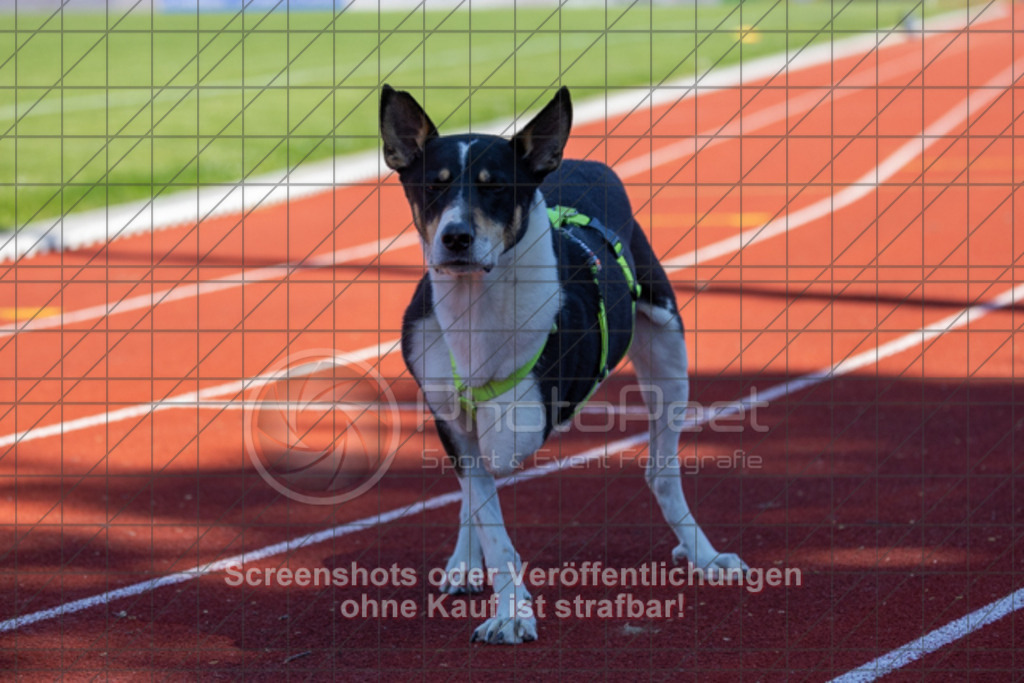 20250501_113554_0453 | #,1.FC Donzdorf II (rot) vs.1.Göppinger SV (weiß), Fussball, Frauen-Bezirkspokal Halbfinale Saison 2024/2025, Rasenplatz Lautertal Stadion, Süßener Straße 16, 73072 Donzdorf, 01.05.2025 - 10:30 Uhr,Foto: PhotoPeet-Sportfotografie/Peter Harich