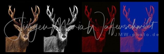 2025406_Hirsch_Art_JMW | Allgäu Kühe, Hochgrat, Nagelfluh, Island und viel viel mehr hier im Shop. Jürgen Maria Waffenschmidt, Fotograf, Künstler, Produzent, Autor