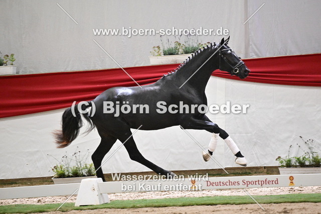94_Fair Game - Secret_960_1061 | Björn Schroeder Pferdefotografie