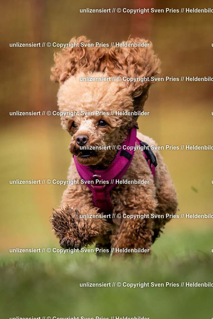 Sven Pries | 2024-04-21 - Hunderennen Baden-Oos
Foto: Sven Pries - Realisiert mit Pictrs.com