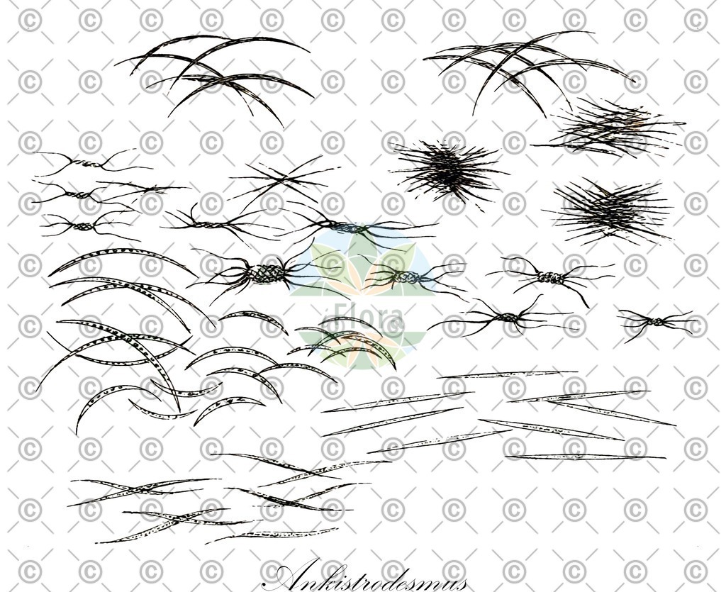 HistAbb_wfo-0000537574_1_ENZY_Simple | Historische Abbildung von Ankistrodesmus - Selenastraceae (0) | Historical Illustration of Ankistrodesmus - Selenastraceae (0)