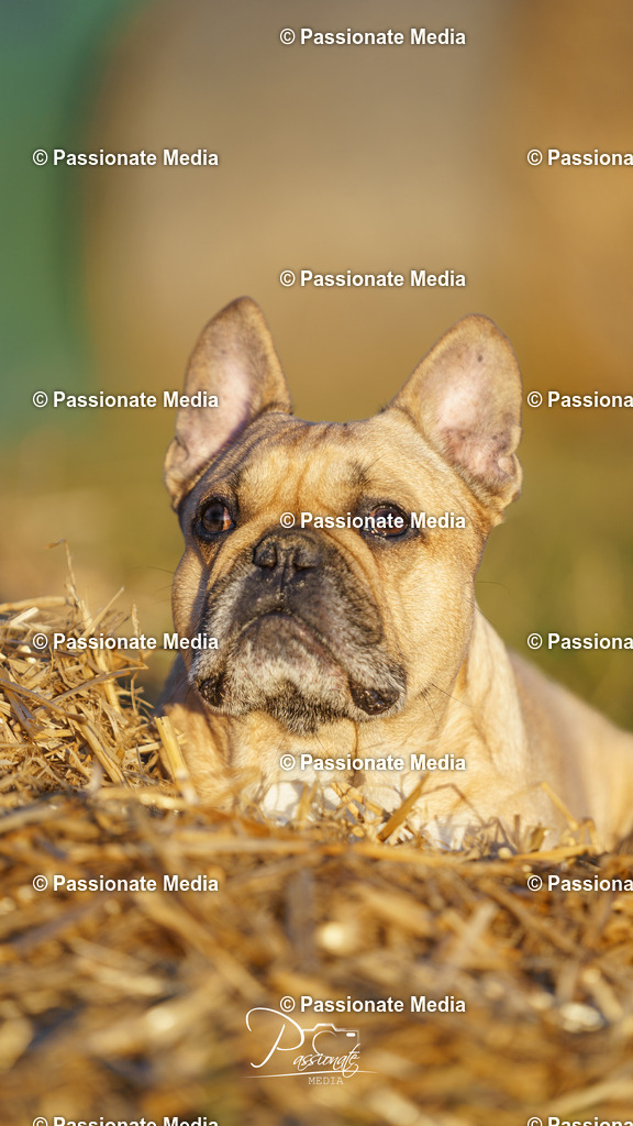 DSC09868 | Passionate Media, dein Fotograf aus Brandenburg, Märkisch Oderland, im Bereich Motorsport, Autos und Motorräder sowie Events und auch Hunde. Shootings oder auch Eventbegleitungen können bei mir gebucht we