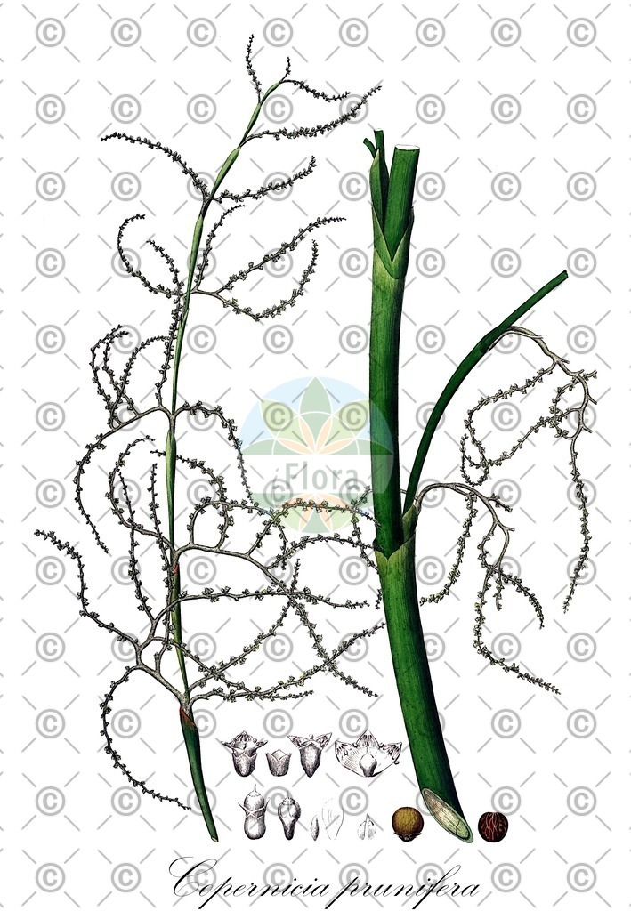 HistAbb_wfo-0000921608_3_ENZY_Simple | Historische Abbildung von Copernicia prunifera - Arecaceae (Carnaubapalme) | Historical Illustration of Copernicia prunifera - Arecaceae