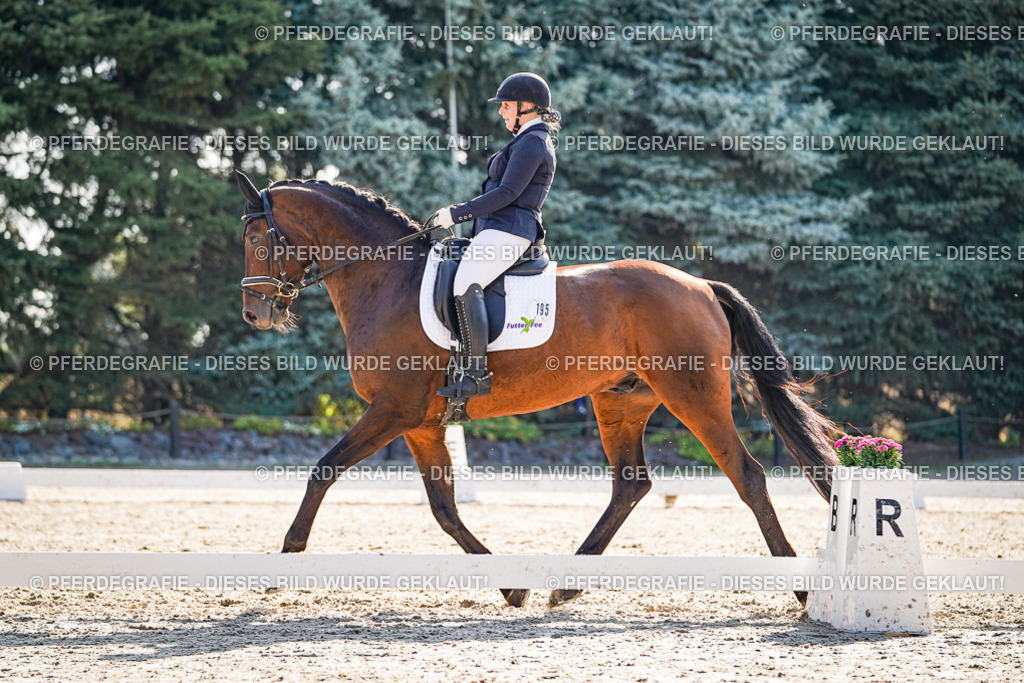 DSC09637 | Pferdegrafie