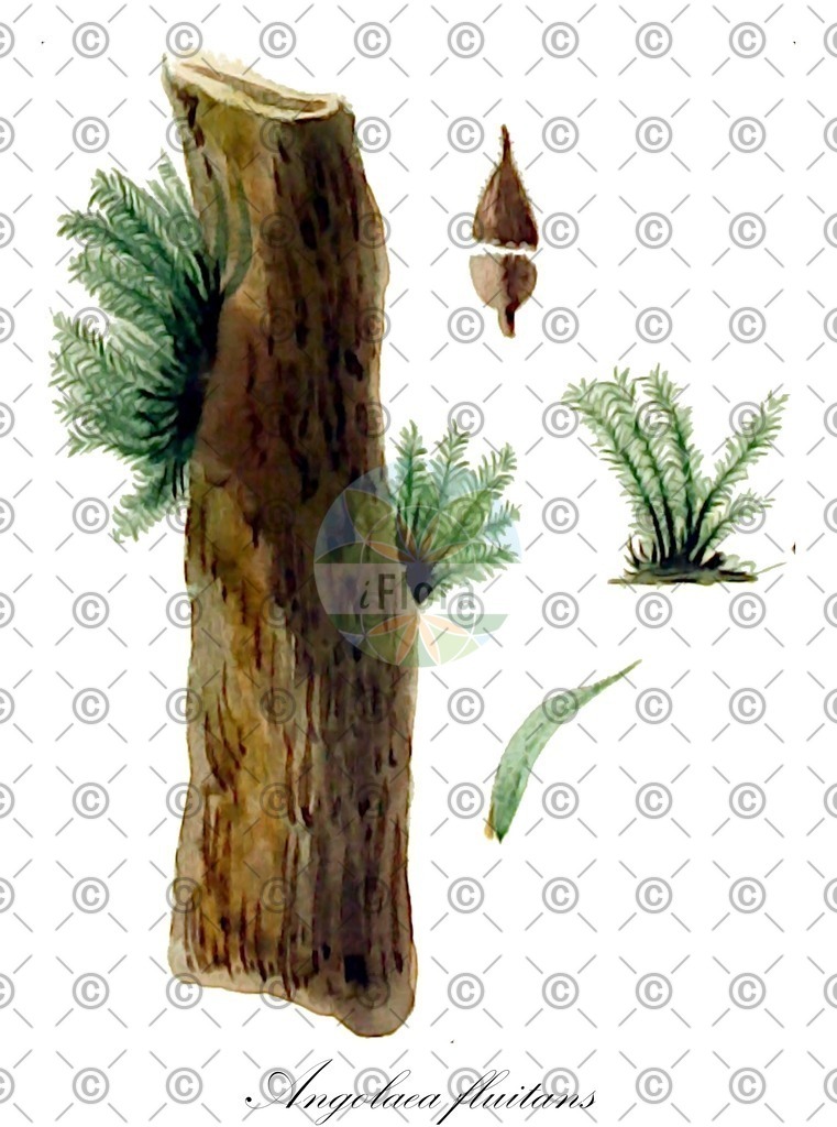 HistAbb_wfo-0000536542_362_ENZY_Simple | Historische Abbildung von Angolaea fluitans - Podostemaceae | Historical Illustration of Angolaea fluitans - Podostemaceae