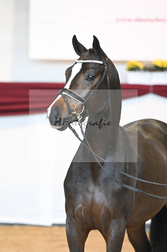 Kat-Nr. 31 v. Ferrantino_Lehner_66221812 | hf-fotografie - Realisiert mit Pictrs.com