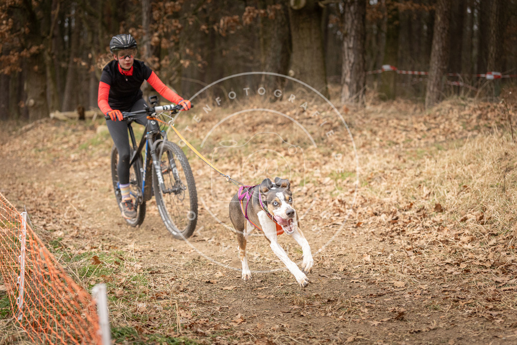 Pfotenfotografie_DV3A3139 | Hundefotografie, Tierfotograf, Pfotenfotografie, Fotoshooting Hund, Hunde Portrait, Hundesport, Hundeportraits, Heideshooting, Hunde, Sportfotograf, Hundefotograf, Turnierhundsport, THS,  - Realisiert mit Pictrs.com