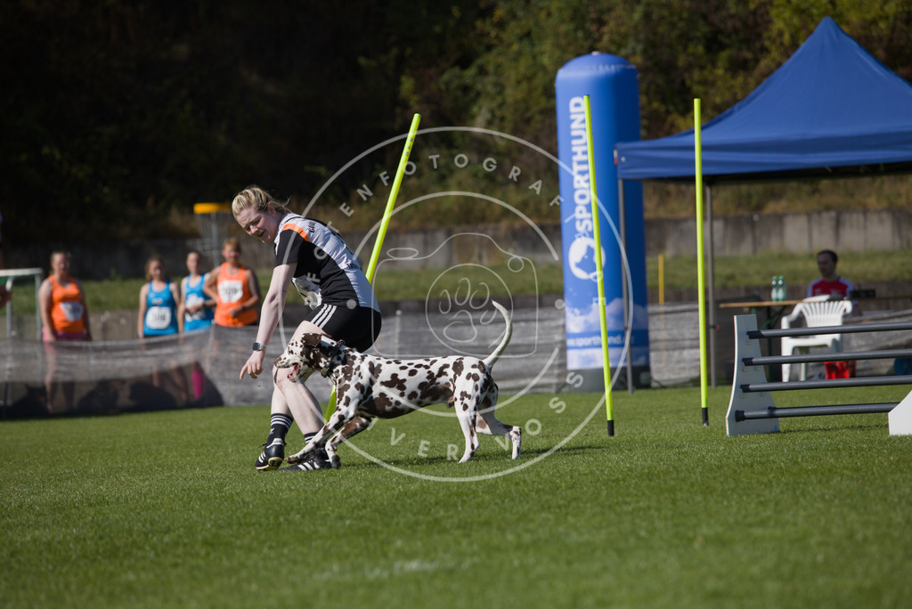 0L8A7842 | Hundefotografie, Tierfotograf, Pfotenfotografie, Fotoshooting Hund, Hunde Portrait, Hundesport, Hundeportraits, Heideshooting, Hunde, Sportfotograf, Hundefotograf, Turnierhundsport, THS,  - Realisiert mit Pictrs.com