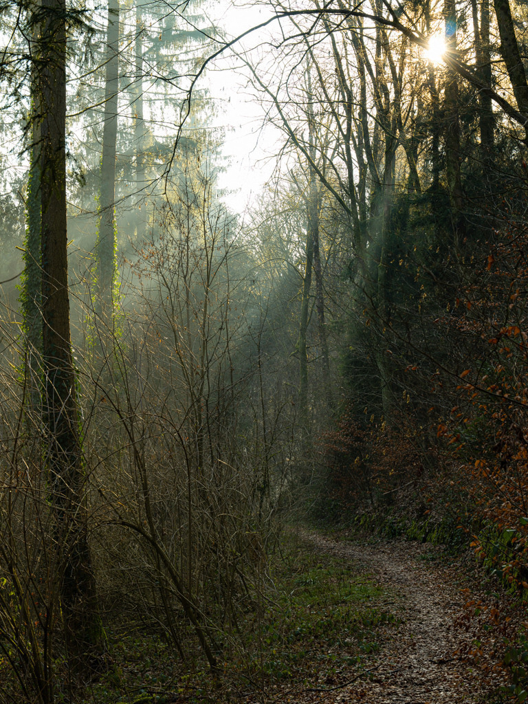 Waldatmosphäre #3 | Die heimischen Wälder nutze ich oft für einen kleinen Spaziergang. An diesem Morgen faszinierte mich die Atmosphäre besonders. - Realisiert mit Pictrs.com