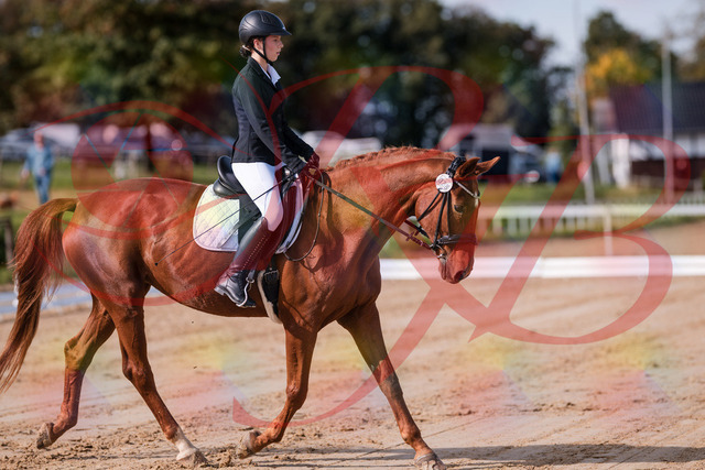 2026_10_03_Siefer-Hof_114100_Z81_83620504 | Professionelle Reitsport-, Turnier- und Eventfotografie von Robert Broda. Galerien mit ausgewählten und bearbeiteten Bildern direkt online ansehen und bestellen.