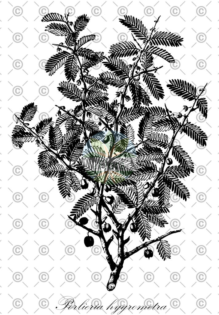 HistAbb_EMP_117603_1_FloraD_Simple | Historische Abbildung von Porlieria hygrometra - Zygophyllaceae | Historical Illustration of Porlieria hygrometra - Zygophyllaceae