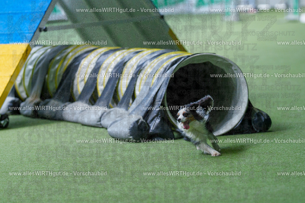 @allesWIRTHgut_Tierfotografie - www.allesWIRTHgut.de - 2604251259-7R503273 | Professionelle Tierfotografie in Mönchengladbach von Daniel Wirth (allesWIRTHgut). Liebevolle & natürliche Bilder von Hunden & Katzen für unvergessliche Erinnerungen.