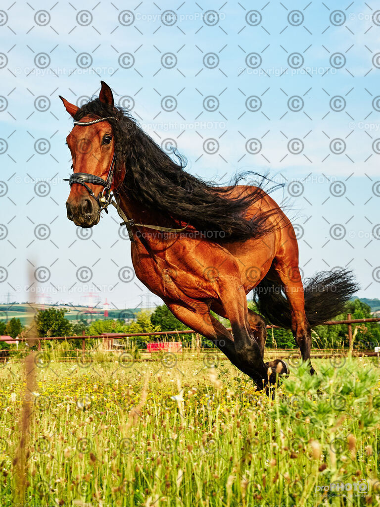 156_202406_Niki-Herodes_NZ9_9958 | proPHOTO - Realisiert mit Pictrs.com