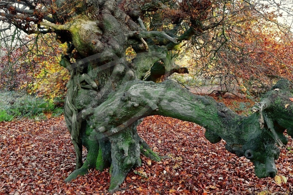 NatureArt-BUCHENDUO_0063b | Runder Astwuchs im Herbst |  #002 | Modell: Franziska | Foto: Andreas Meier - Realisiert mit Pictrs.com