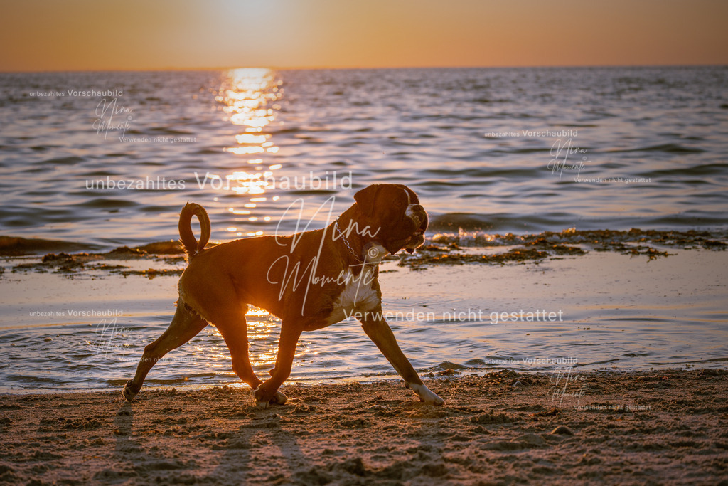 _16A6933-1 | Einzigartige Fotos von Hunden & Menschen –Actionfotos, Portraits, Vereinsaufnahmen & Paarshootings – authentisch, lebendig & mit Herz.