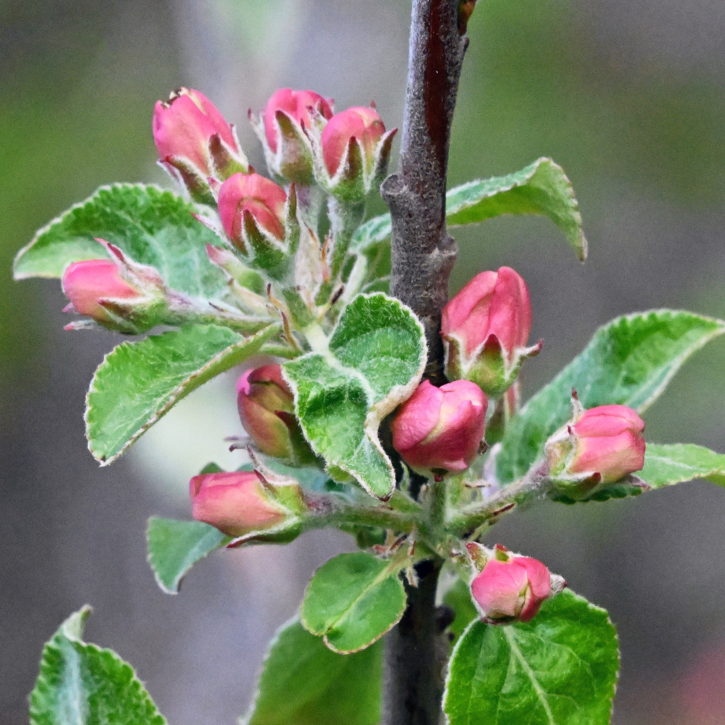 Apfelblüten02q - Kopie (2) - Kopie | lucisnaturbilder - Realisiert mit Pictrs.com