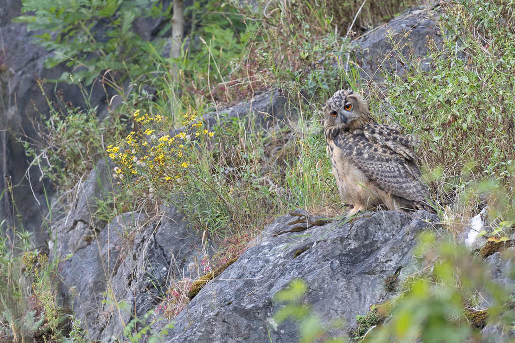R6NF9616_20240720 | Der Uhu ist die größte europäische Eulenart. Nachdem er lange bejagt wurde, entspannt sich die Situation mittlerweile wieder aufgrund strenger Naturschutzgesetze und einiger Auswilderungsprojekte. Der Uhu brütet in unterschiedlichen Landschaften und ist streng nachtaktiv. Ein markantes Merkmal sind die großen Federohren, die je nach Laune hoch aufgestellt oder angelegt werden können. - Realisiert mit Pictrs.com