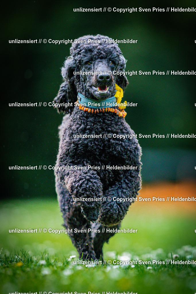 Sven Pries | 2025-05-29 - Pudelrennen KA-Durlach - Realisiert mit Pictrs.com