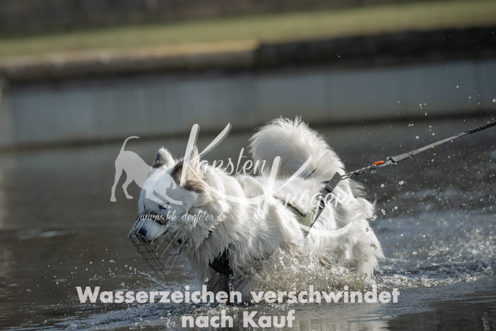 1149_ZZ96644-3 | kk-dogfotos