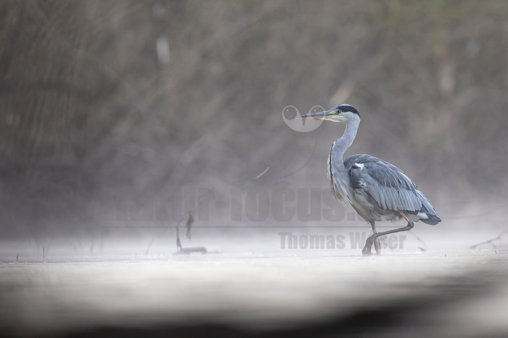 R6NF8725_20250824 | Ein Graureiher (Ardea cinerea) schreitet aufmerksam durch flaches, nebliges Wasser. Der Vogel ist im Profil zu sehen, mit seinem langen Hals und Schnabel nach links gerichtet. Die Umgebung ist von einem dichten Nebel oder Dunst erfüllt, der eine mystische Atmosphäre schafft. Der Reiher ist in Grautönen gehalten, mit einem markanten schwarzen Streifen am Kopf und einem orangefarbenen Schnabel. Er scheint auf Nahrungssuche zu sein, während er vorsichtig einen Fuß vor den anderen setzt. - Realisiert mit Pictrs.com