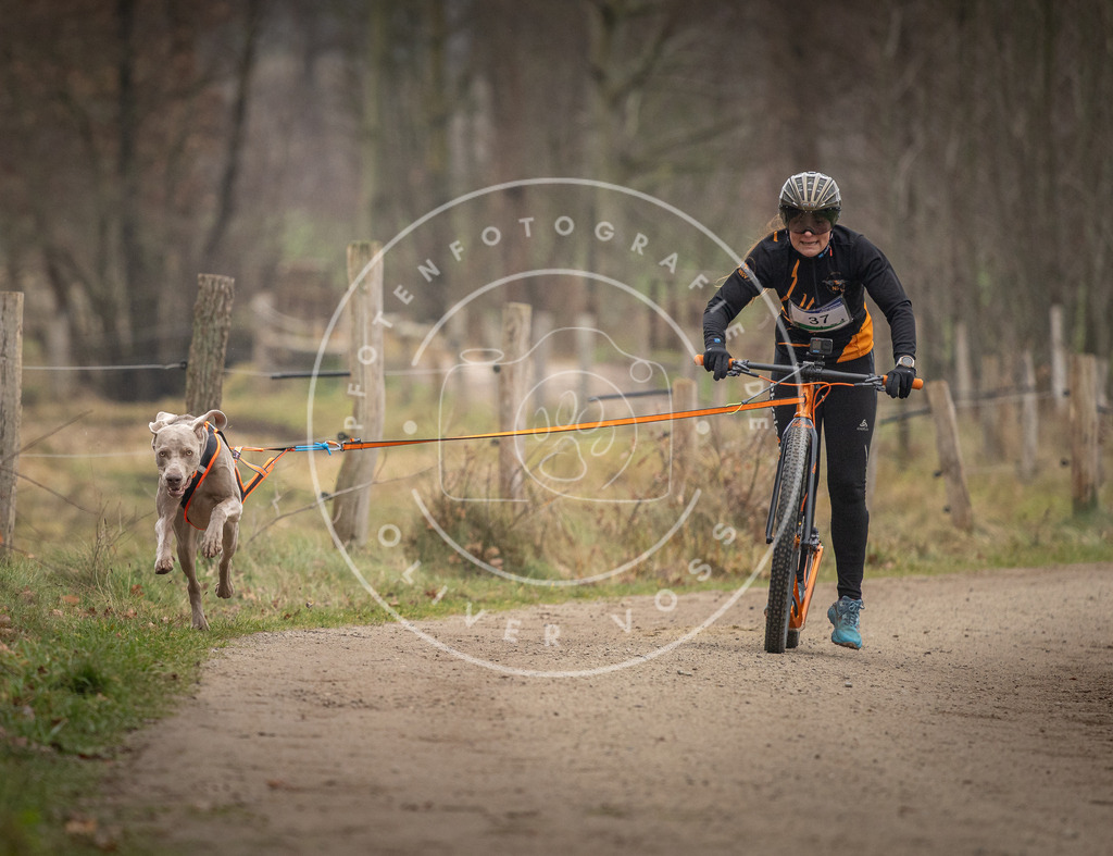 Pfotenfotografie_DV3A2448 | Hundefotografie, Tierfotograf, Pfotenfotografie, Fotoshooting Hund, Hunde Portrait, Hundesport, Hundeportraits, Heideshooting, Hunde, Sportfotograf, Hundefotograf, Turnierhundsport, THS,  - Realisiert mit Pictrs.com