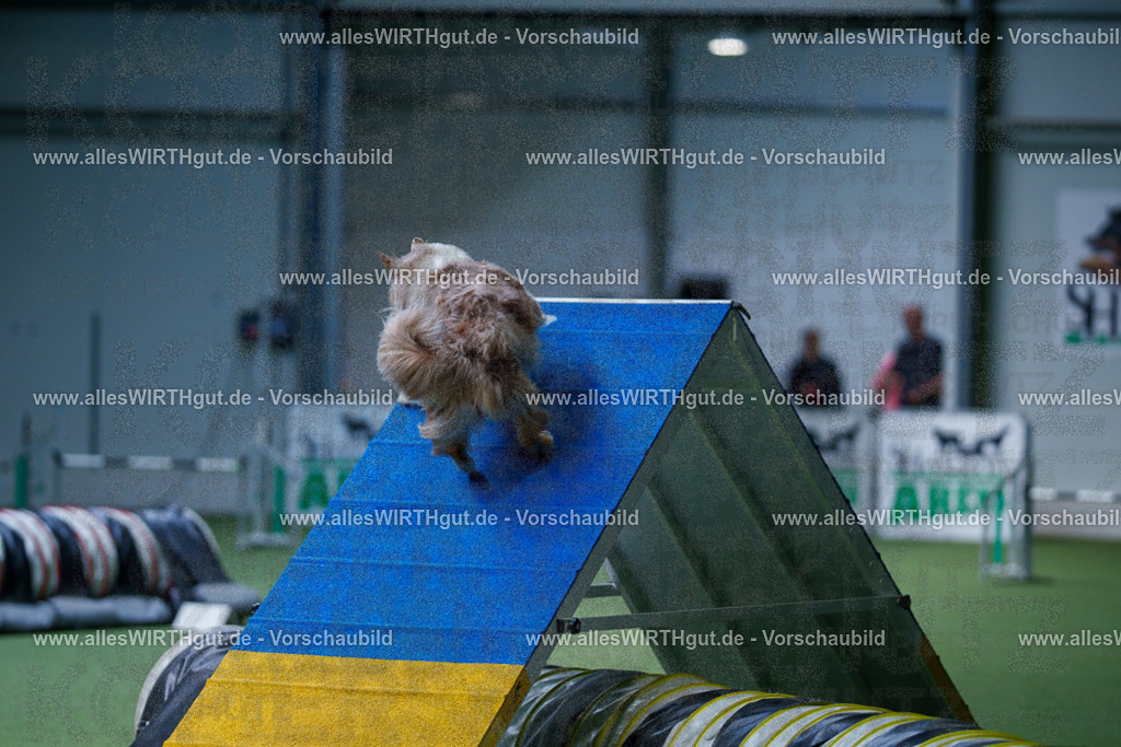 @allesWIRTHgut_Tierfotografie - www.allesWIRTHgut.de - 2604251218-7R501305 | Professionelle Tierfotografie in Mönchengladbach von Daniel Wirth (allesWIRTHgut). Liebevolle & natürliche Bilder von Hunden & Katzen für unvergessliche Erinnerungen.