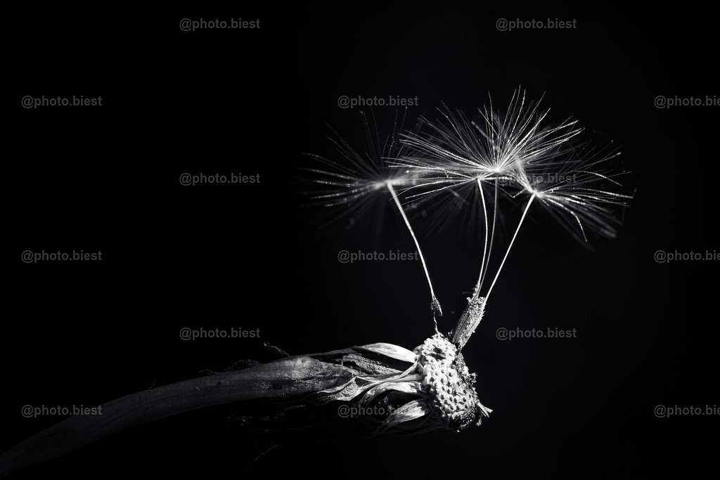 S/W Schirmchen | Pusteblume im s/w Licht. - Realisiert mit Pictrs.com
