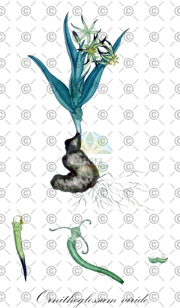 HistAbb_wfo-0001047621_1_ENZY_Simple | Historische Abbildung von Ornithoglossum viride - Colchicaceae | Historical Illustration of Ornithoglossum viride - Colchicaceae