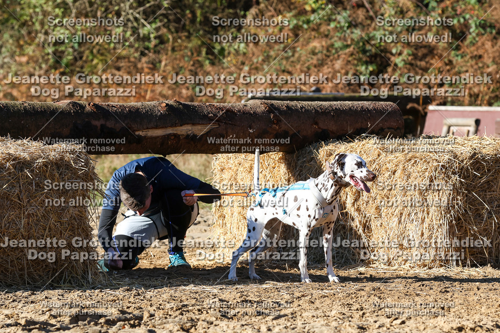 Dog Paparazzi - Strongdog 10-25-2095 | Dog Paparazzi Jeanette Grottendiek Fotografie & Videografie - Realisiert mit Pictrs.com