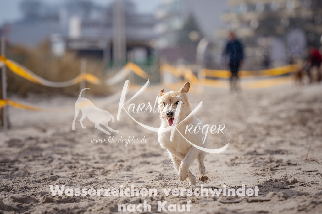1326_ZZ99106-Bearbeitet | kk-dogfotos