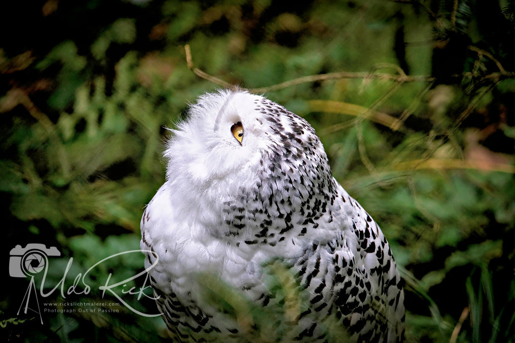 Eule der Arktis | Entdecken Sie Fotografie aus Leidenschaft: Auftragsfotografie, HD-Fotos, Geschenkartikel aus Ihren Bildern und vieles mehr. Beauftragen Sie uns für besondere Momente!