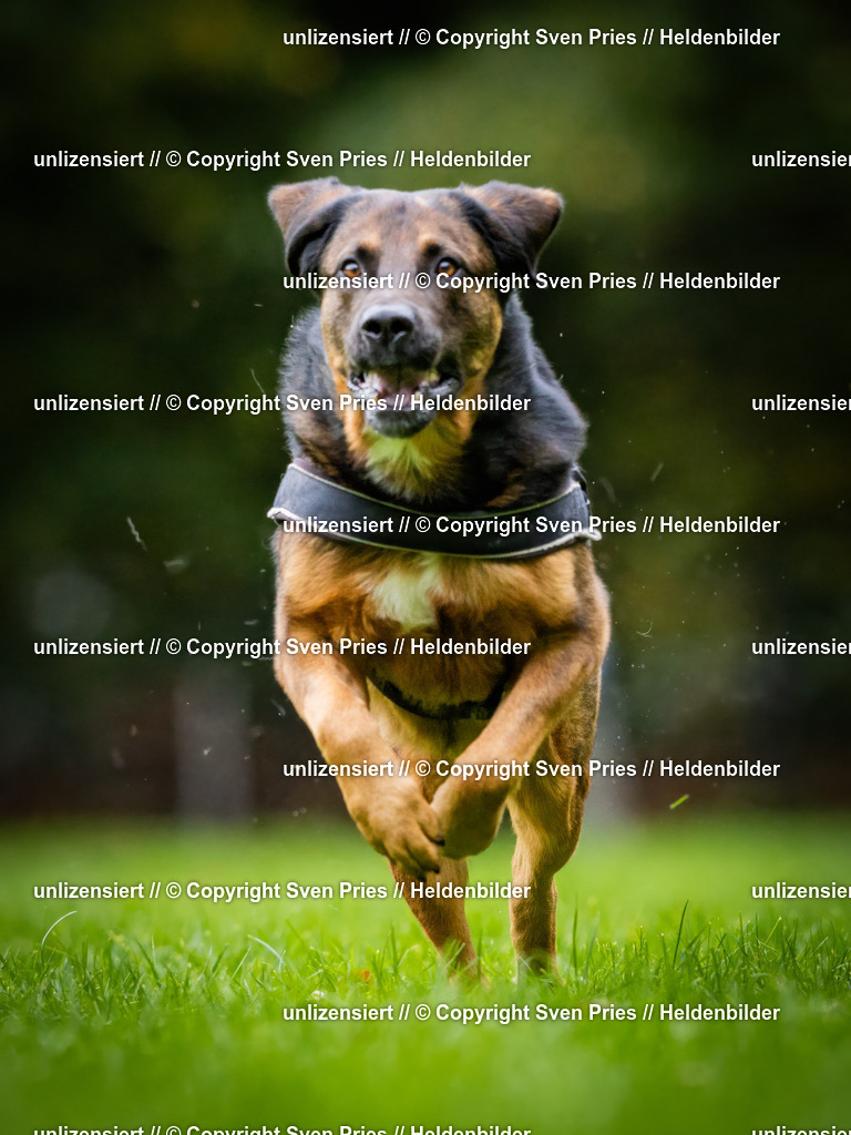 Sven Pries | 2024-10-19 - Hunderennen Ober-Grombach - Realisiert mit Pictrs.com