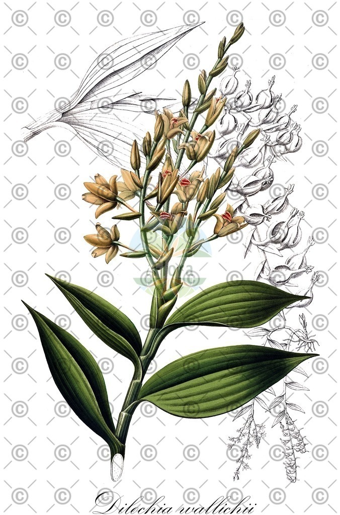 HistAbb_wfo-0000647698_1_ENZY_Simple | Historische Abbildung von Dilochia wallichii - Orchidaceae | Historical Illustration of Dilochia wallichii - Orchidaceae