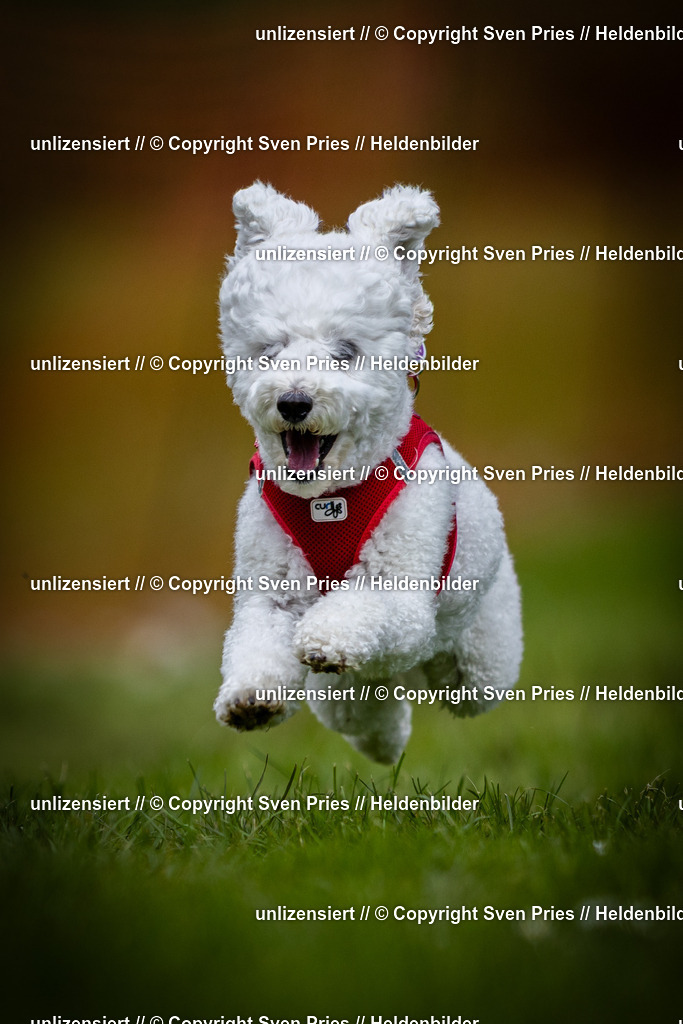 Sven Pries | 2025-04-13 - Hunderennen Baden-Baden - Realisiert mit Pictrs.com