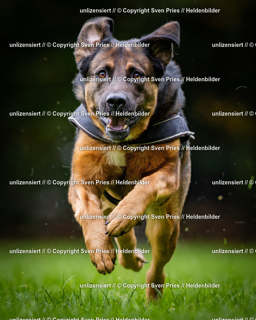 Sven Pries | 2024-10-19 - Hunderennen Ober-Grombach - Realisiert mit Pictrs.com