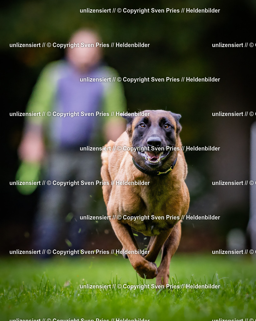 Sven Pries | 2024-10-19 - Hunderennen Ober-Grombach - Realisiert mit Pictrs.com